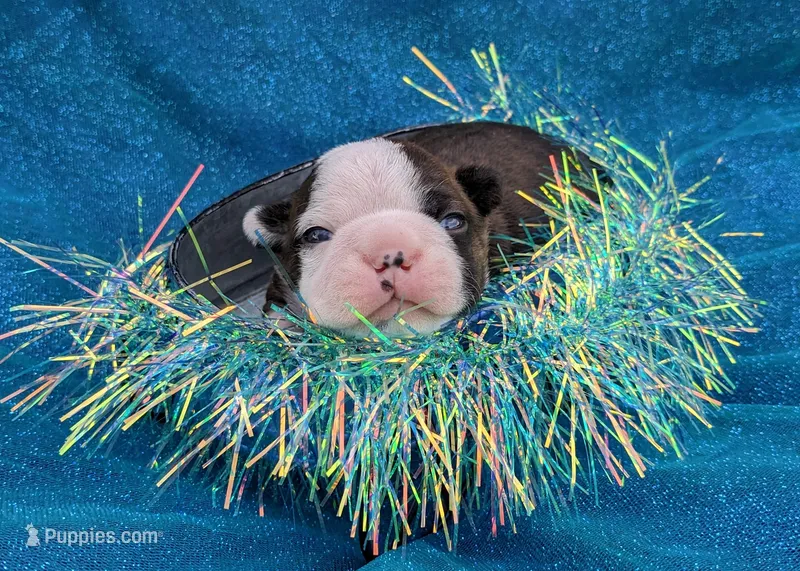 ✨️ Patch ✨️ – Boston Terrier puppy for sale in Perry, OK