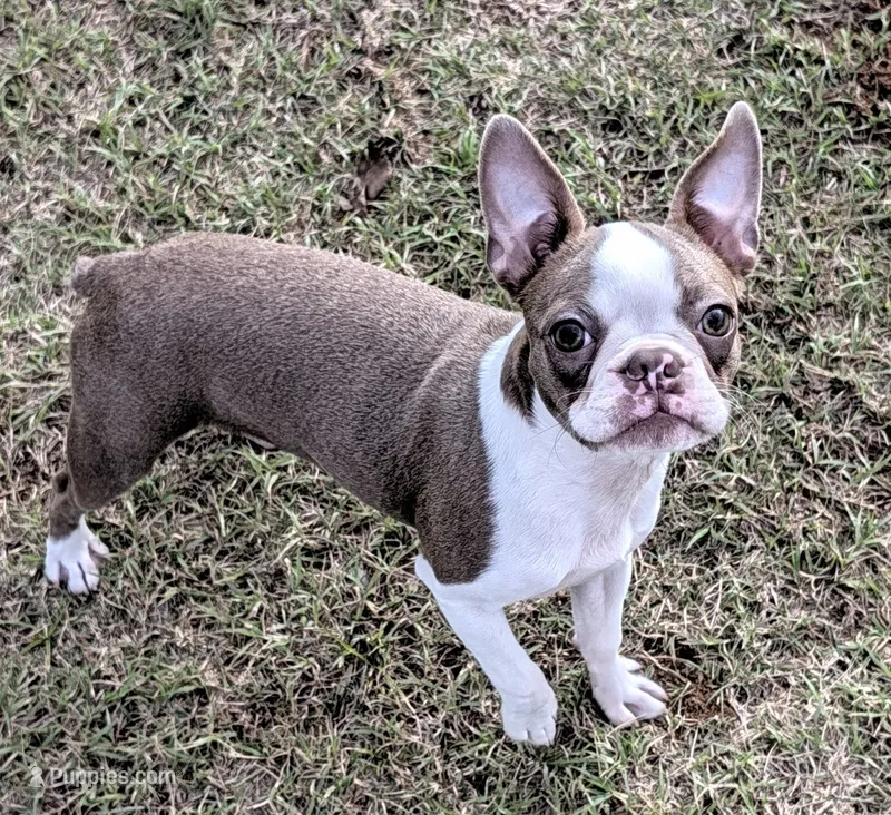 👑 Tiara 👑 – Boston Terrier puppy for sale in Perry, OK
