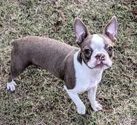 👑 Tiara 👑, a female Boston Terrier for sale in Perry, OK – 1 of 5