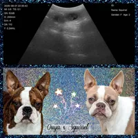 ✨️ Upcoming litters ✨️, a  Boston Terrier for sale in Perry, OK – 2 of 2