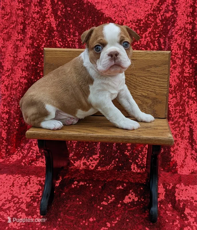 🚀 Rocket 🚀  – Boston Terrier puppy for sale in Perry, OK