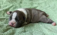 🌊 Ocean 🌊, a male Boston Terrier for sale in Perry, OK – 3 of 6