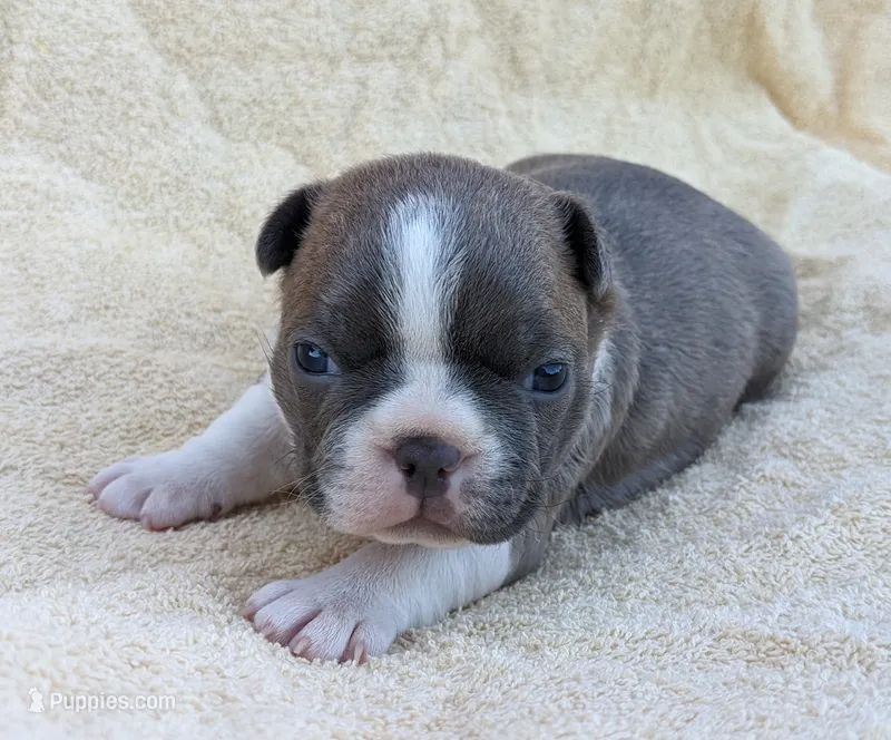 🌊 Ocean 🌊 – Boston Terrier puppy for sale in Perry, OK
