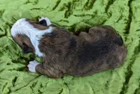 ✨️ Sparks ✨️, a male Boston Terrier for sale in Perry, OK – 2 of 5