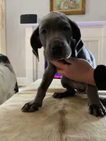 processed/239f7414-8ba5-4bc4-8a33-832fde52bd6a/listing/31e7db59-d7d5-4783-b7af-369f87b868a8/257ae544-d62e-4855-99ef-93ddf00e4a51