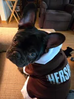 Hershey, a male French Bulldog for sale in Newfane, NY – 2 of 3