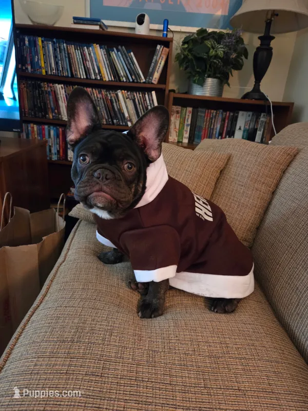 Hershey – French Bulldog puppy for sale in Newfane, NY