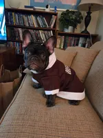 Hershey, a male French Bulldog for sale in Newfane, NY – 1 of 3