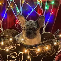 Midgy, a female French Bulldog for sale in Port St. Joe, FL – Photo 3 of 6