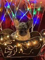 Madge, a female French Bulldog for sale in Port St. Joe, FL – Photo 3 of 6