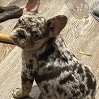 Midgy, a female French Bulldog for sale in Port St. Joe, FL – Photo 1 of 6