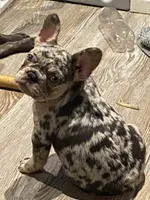 Madge, a female French Bulldog for sale in Port St. Joe, FL – Photo 1 of 6