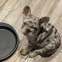 Midgy, a female French Bulldog for sale in Port St. Joe, FL – Photo 4 of 6