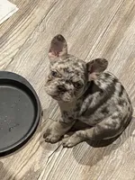 Madge, a female French Bulldog for sale in Port St. Joe, FL – Photo 4 of 6