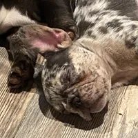 Midgy, a female French Bulldog for sale in Port St. Joe, FL – Photo 5 of 6