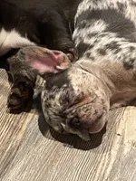 Madge, a female French Bulldog for sale in Port St. Joe, FL – Photo 5 of 6