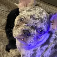 Midgy, a female French Bulldog for sale in Port St. Joe, FL – Photo 2 of 6