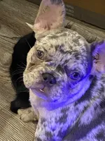 Madge, a female French Bulldog for sale in Port St. Joe, FL – Photo 2 of 6