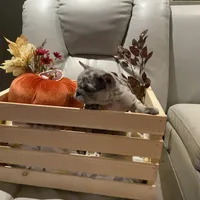 Midgy, a female French Bulldog for sale in Port St. Joe, FL – Photo 6 of 6