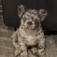 Teddy, a male French Bulldog for sale in Port St. Joe, FL – Photo 1 of 7