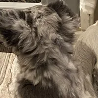 Teddy, a male French Bulldog for sale in Port St. Joe, FL – Photo 4 of 7