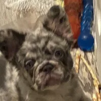 Teddy, a male French Bulldog for sale in Port St. Joe, FL – Photo 3 of 7