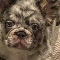 Teddy, a male French Bulldog for sale in Port St. Joe, FL – Photo 5 of 7