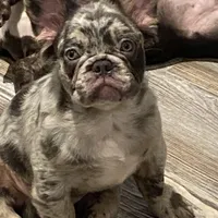 Teddy, a male French Bulldog for sale in Port St. Joe, FL – Photo 6 of 7