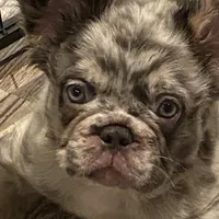 Teddy, a male French Bulldog for sale in Port St. Joe, FL – Photo 2 of 7