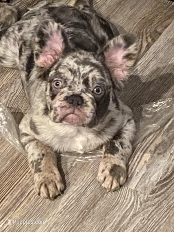Teddy – French Bulldog puppy for sale in Port St. Joe, FL