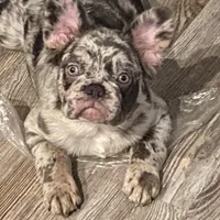 Teddy, a male French Bulldog for sale in Port St. Joe, FL – Photo 7 of 7