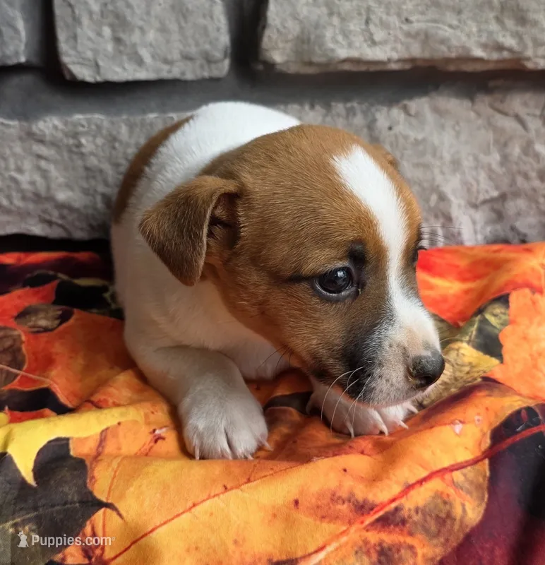 Autumn  – Jack Russell Terrier puppy for sale in Grabill, IN