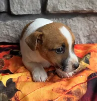 Autumn , a male Jack Russell Terrier for sale in Grabill, IN – 1 of 6
