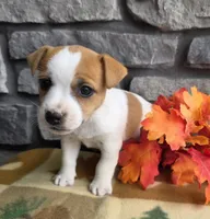 Pumpkin , a male Jack Russell Terrier for sale in Grabill, IN – 4 of 4