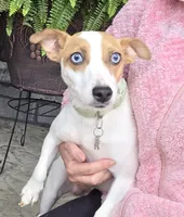 Autumn , a male Jack Russell Terrier for sale in Grabill, IN – 6 of 6