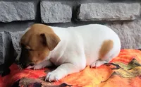 Autumn , a male Jack Russell Terrier for sale in Grabill, IN – 3 of 6
