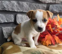 Pumpkin , a male Jack Russell Terrier for sale in Grabill, IN – 3 of 4