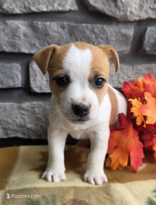 Pumpkin  – Jack Russell Terrier puppy for sale in Grabill, IN