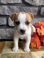 Pumpkin , a male Jack Russell Terrier for sale in Grabill, IN – 1 of 4