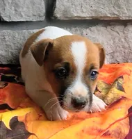 Autumn , a male Jack Russell Terrier for sale in Grabill, IN – 2 of 6