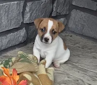 Autumn , a male Jack Russell Terrier for sale in Grabill, IN – 5 of 6