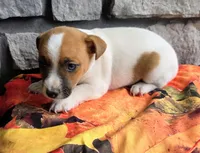 Autumn , a male Jack Russell Terrier for sale in Grabill, IN – 4 of 6