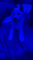 Kibo, a  Shiba Inu for sale in Larkspur, CA – 2 of 4