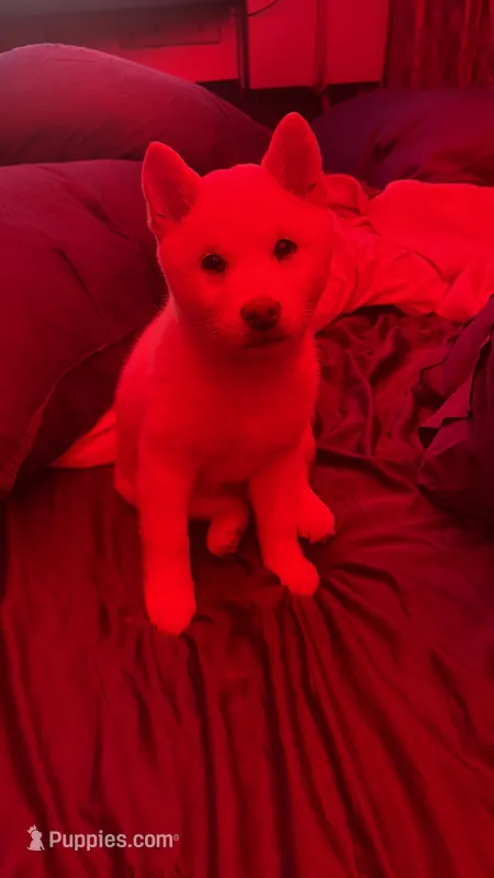 Kibo – Shiba Inu puppy for sale in Larkspur, CA