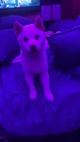 Kibo, a  Shiba Inu for sale in Larkspur, CA – 3 of 4