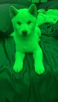 Kibo, a  Shiba Inu for sale in Larkspur, CA – 4 of 4