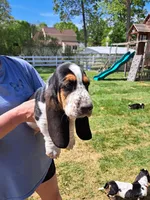 Pink collar, a female Basset Hound for sale in Chesterfield, VA – Photo 2 of 2