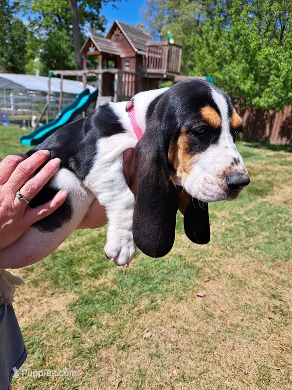 Pink collar – Basset Hound puppy for sale in Chesterfield, VA