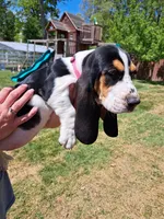 Pink collar, a female Basset Hound for sale in Chesterfield, VA – Photo 1 of 2