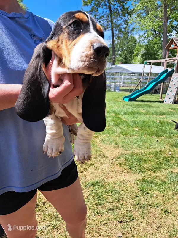 Blue collar – Basset Hound puppy for sale in Chesterfield, VA